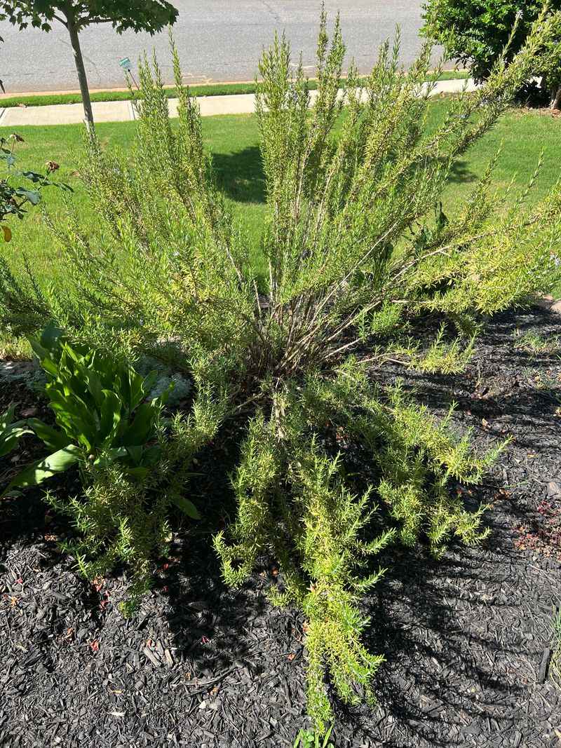 Dense Rosemary Can Shade Out Its Own Center
