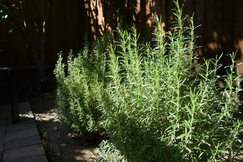 Dense Rosemary Hedges Hold Moisture And Shade Dense Rosemary Hedges Hold Moisture And Shade