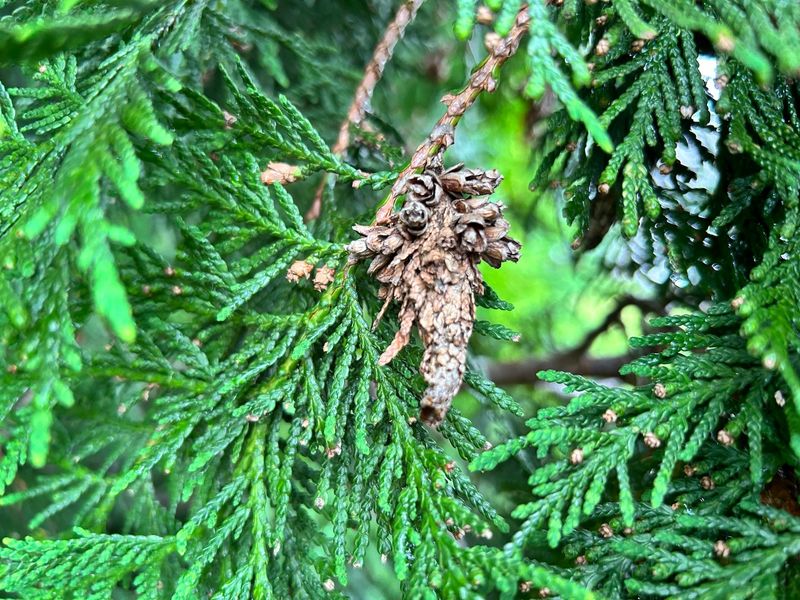 Dense Screens Hide Early Bagworm Activity