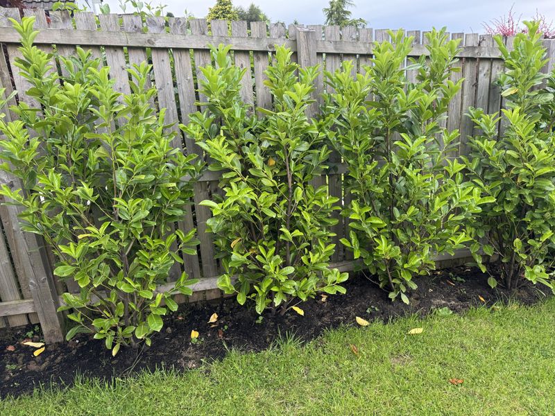 Dense Shrub Edges That Hold Still Air And Moisture Dense Shrub Edges That Hold Still Air And Moisture