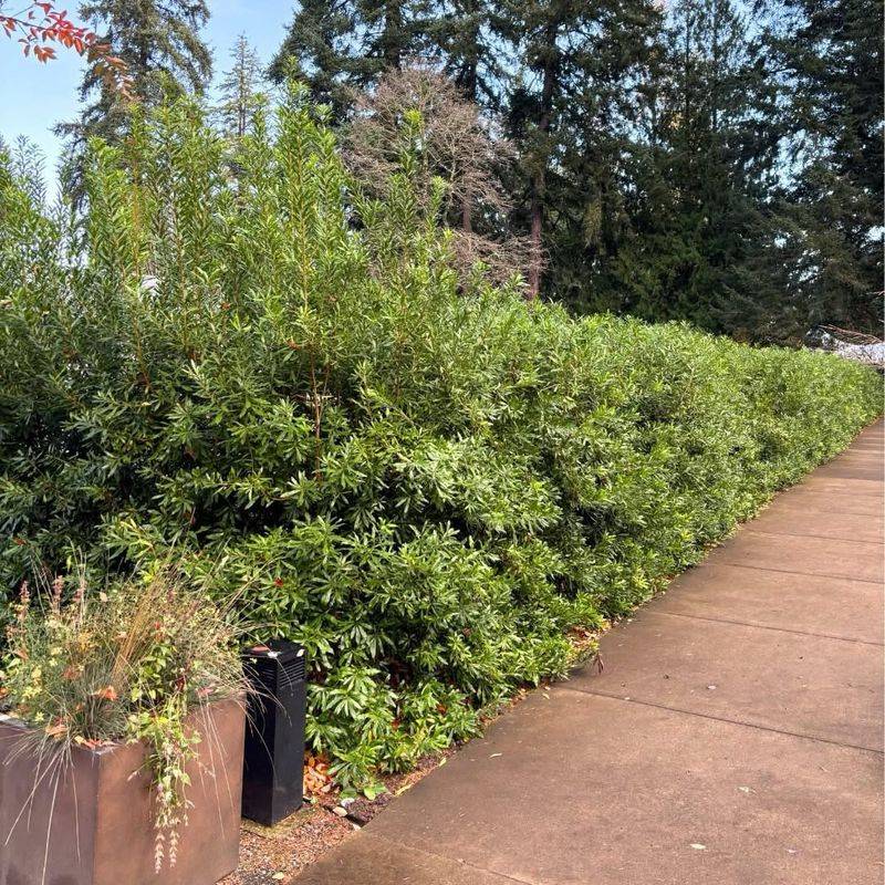 Dense Shrubbery, Hedge Rows, And Overgrown Foundation Beds