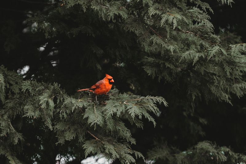 Dense Shrubs And Thick Cover Make Your Yard Worth Staying In