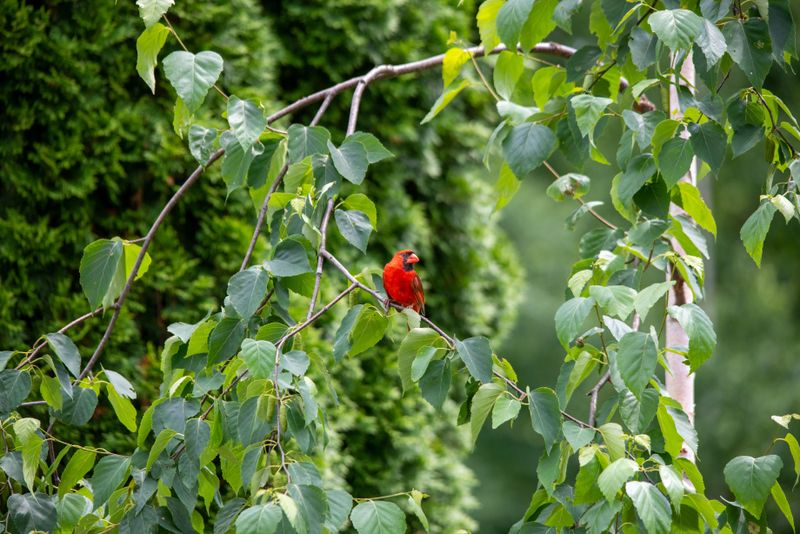 Dense Shrubs And Trees Attract Cardinals For Shelter And Nesting