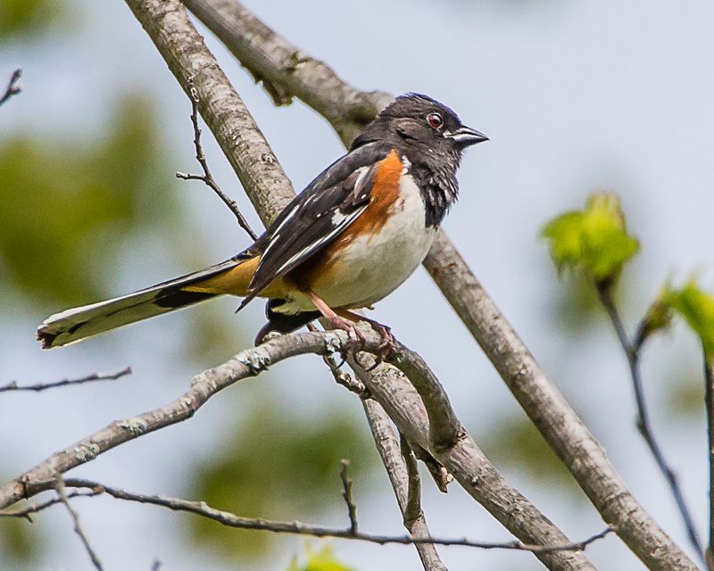 Dense Shrubs Can Hide Nests In Plain Sight