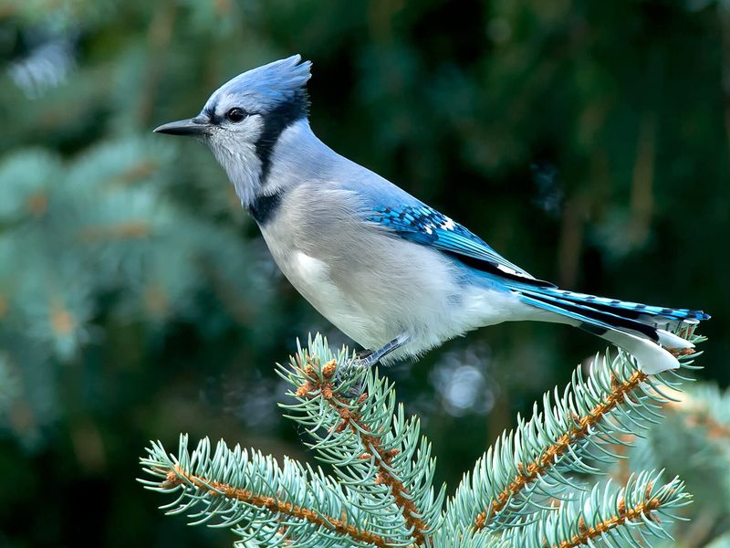 Dense Shrubs Give Them Cover Between Flights