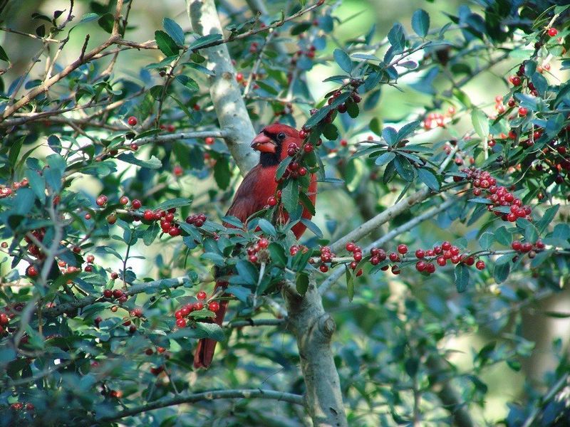 Dense Shrubs Give Them The Cover They Prefer