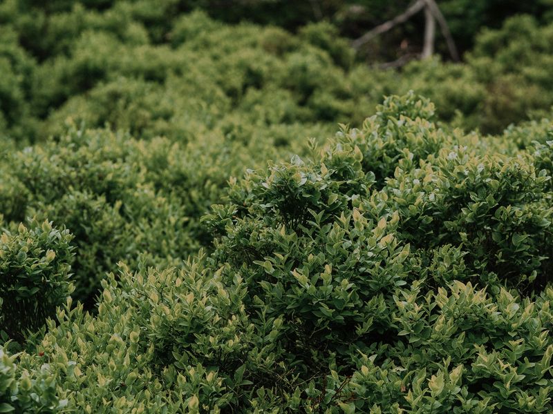 Dense Shrubs Or Tall Plants For Cover Dense Shrubs Or Tall Plants For Cover