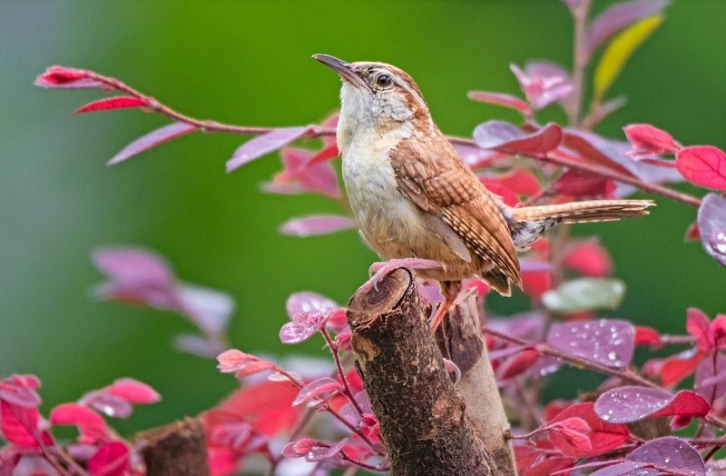 Dense Shrubs Provide Safer Nesting Locations
