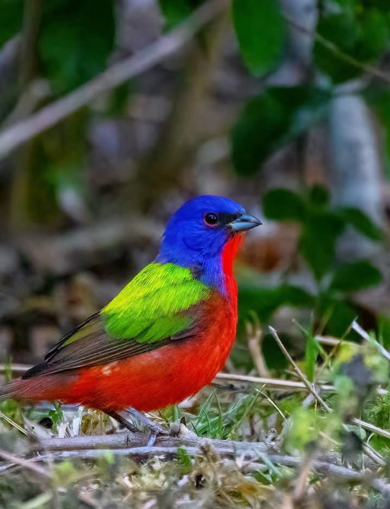 Dense Thickets Give Birds A Safe Place To Rest Dense Thickets Give Birds A Safe Place To Rest