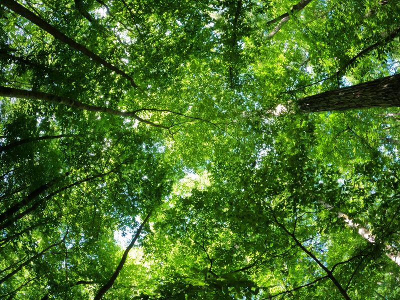 Dense Tree Canopy In Wooded Yards Locks In Moisture And Spores