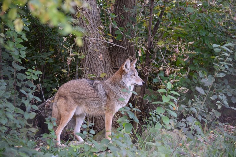 Dense Vegetation And Brush Piles Dense Vegetation And Brush Piles