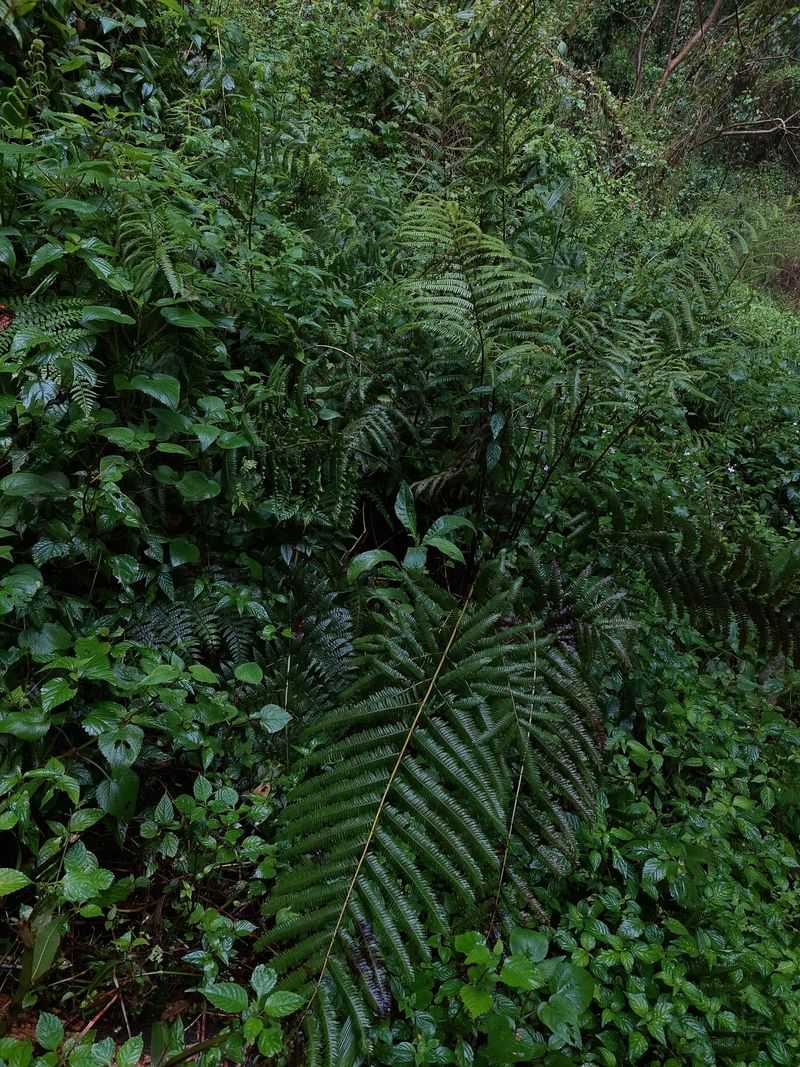 Dense Vegetation Below Is Sheltering Potential Meals