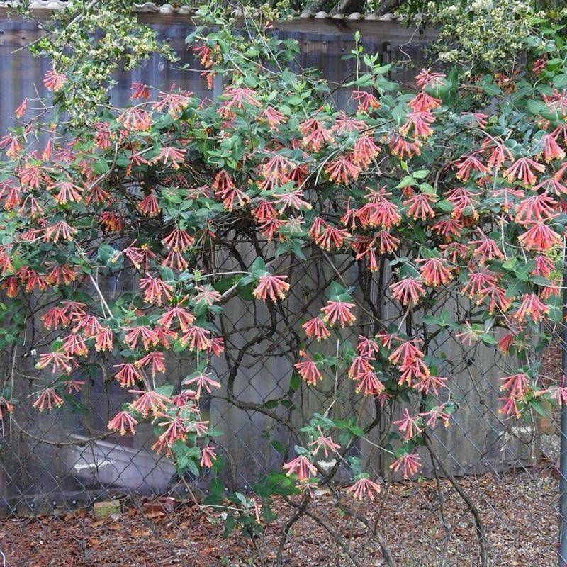 Dense Vine Growth Creates Extra Cover Dense Vine Growth Creates Extra Cover