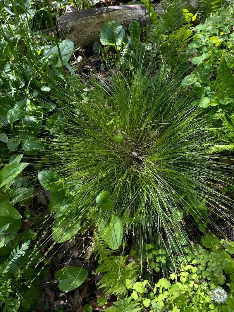 Dense, Weed-Suppressing Growth Dense, Weed-Suppressing Growth