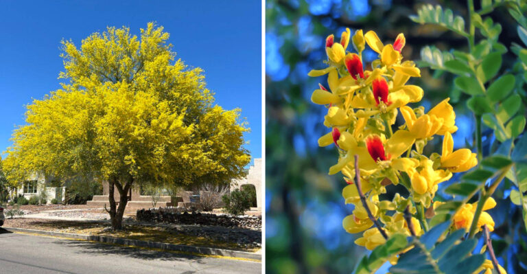 Desert-Adapted Trees Arizona Landscapers Are Recommending Over Liquid Amber