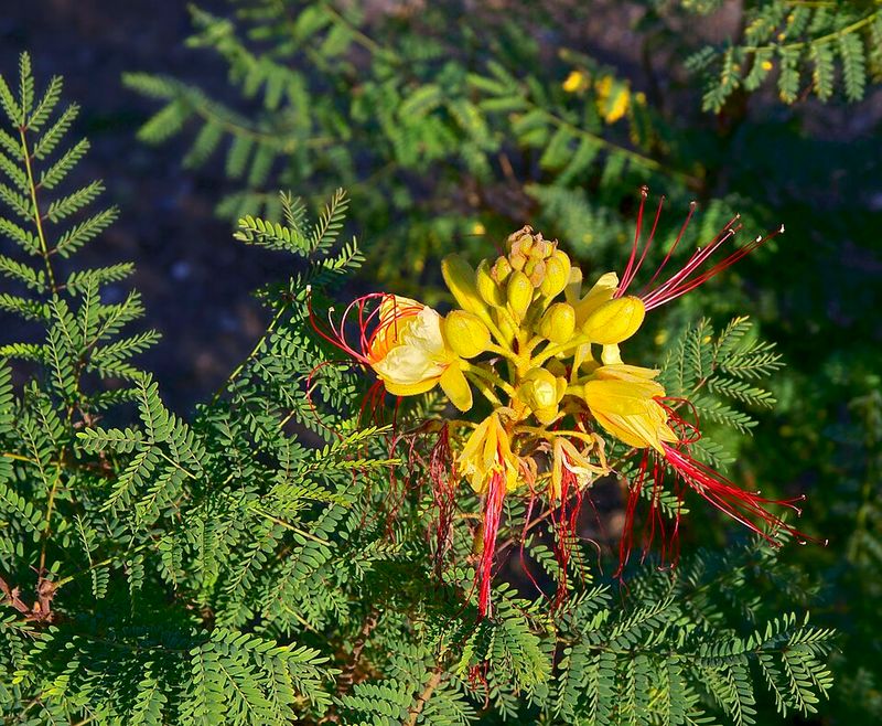 Desert Bird Of Paradise Benefits From Light Size Control Desert Bird Of Paradise Benefits From Light Size Control