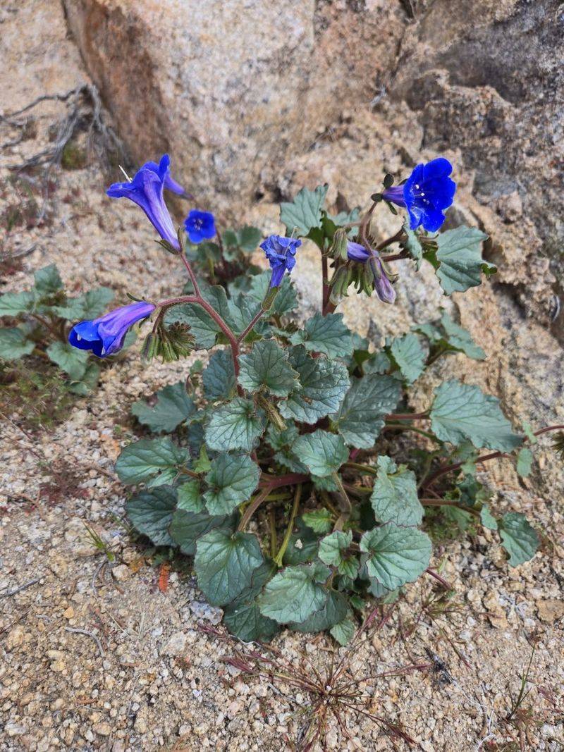 Desert Bluebells Grow Back From Fallen Seed
