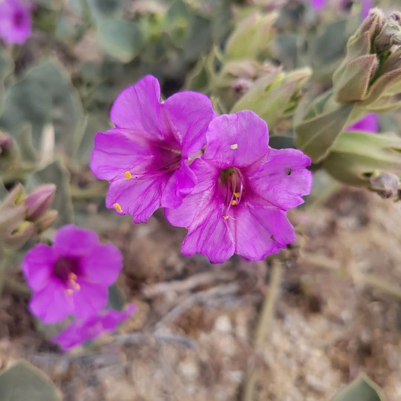 Desert Four O'Clock Fills Shaded Areas With Evening Blooms