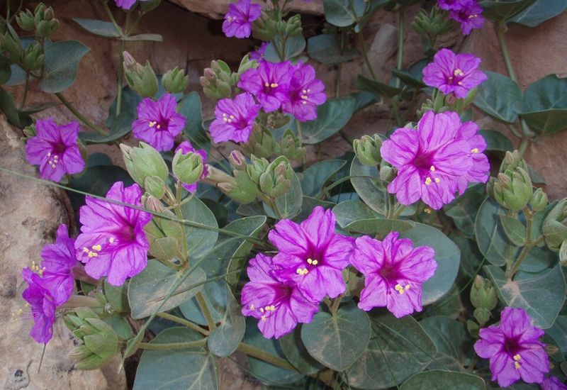 Desert Four O'Clock Opens New Blooms Near Sunset