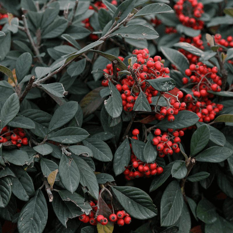 Desert Hackberry Adds Fruit And Dense Cover