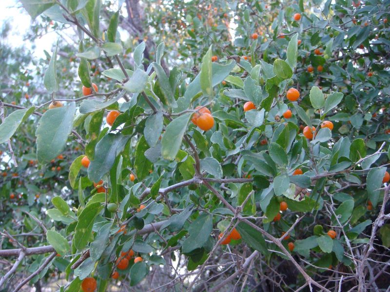 Desert Hackberry Or Granjeno For Brushy Structure Desert Hackberry Or Granjeno For Brushy Structure