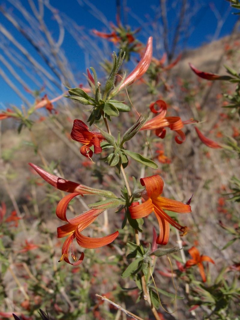 Desert Honeysuckle Adds Color To Partly Shaded Areas