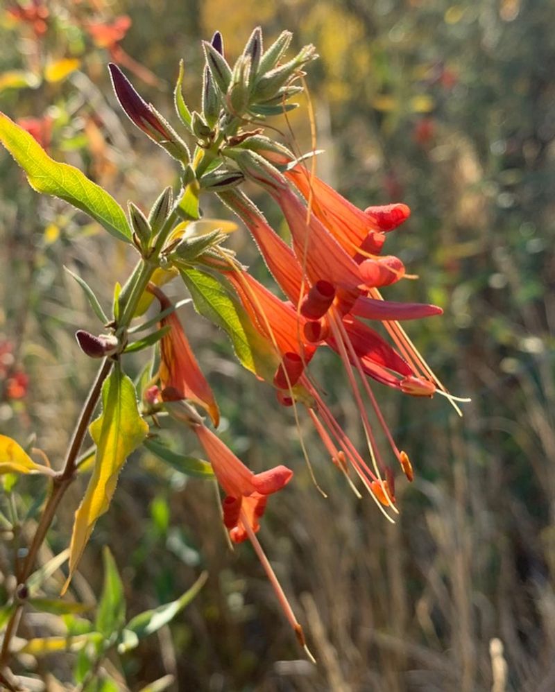 Desert Honeysuckle Draws Hummingbirds With Red Blooms Desert Honeysuckle Draws Hummingbirds With Red Blooms