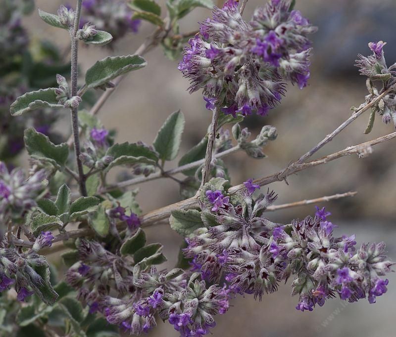 Desert Lavender Softens Hot Driveways With Fragrant Foliage Desert Lavender Softens Hot Driveways With Fragrant Foliage