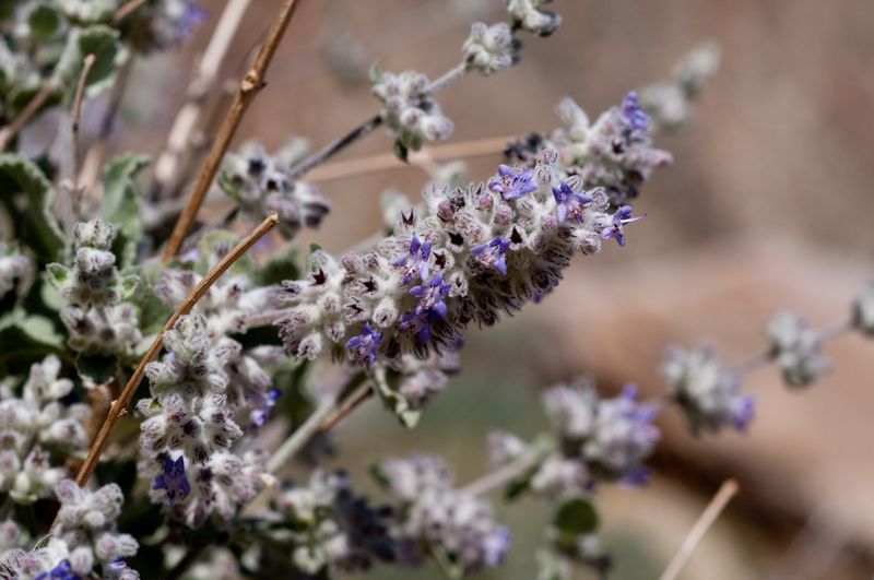 Desert Lavender Stays Resilient Through Long Periods Of Heat