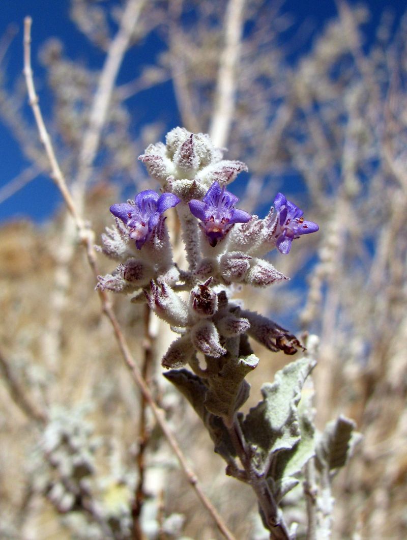 Desert Lavender Thrives In Hot And Dry Conditions