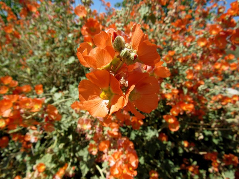 Desert Mallow Thrives Where Hot Yards Intimidate New Owners