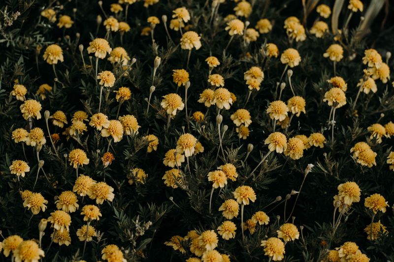 Desert Marigold (Baileya Multiradiata)
