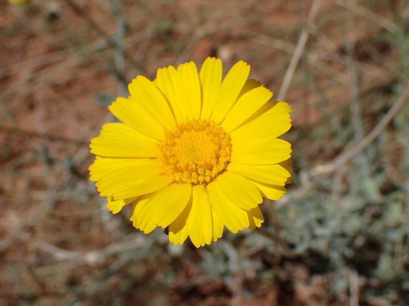 Desert Marigold Brightens Spots Where Sunlight Fades