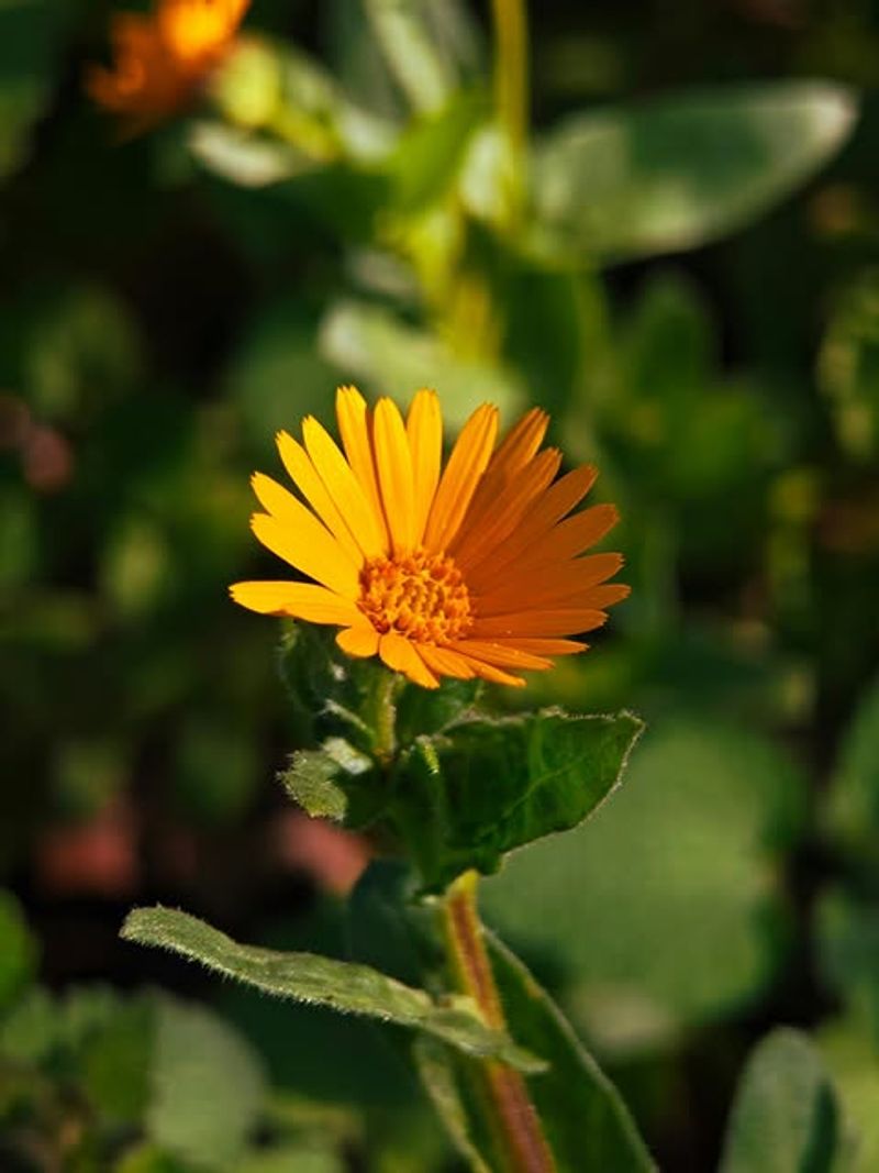 Desert Marigold Handles Hot Beds Better Than Agapanthus