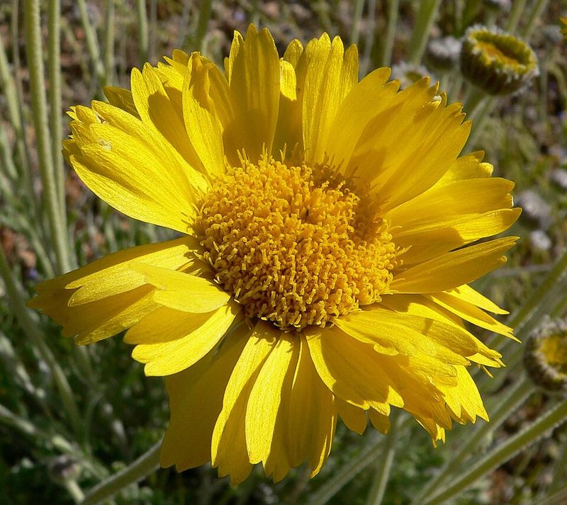 Desert Marigold Keeps Blooming During Humid Spells