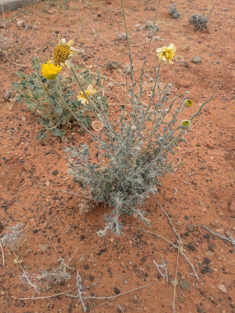 Desert Marigold Desert Marigold