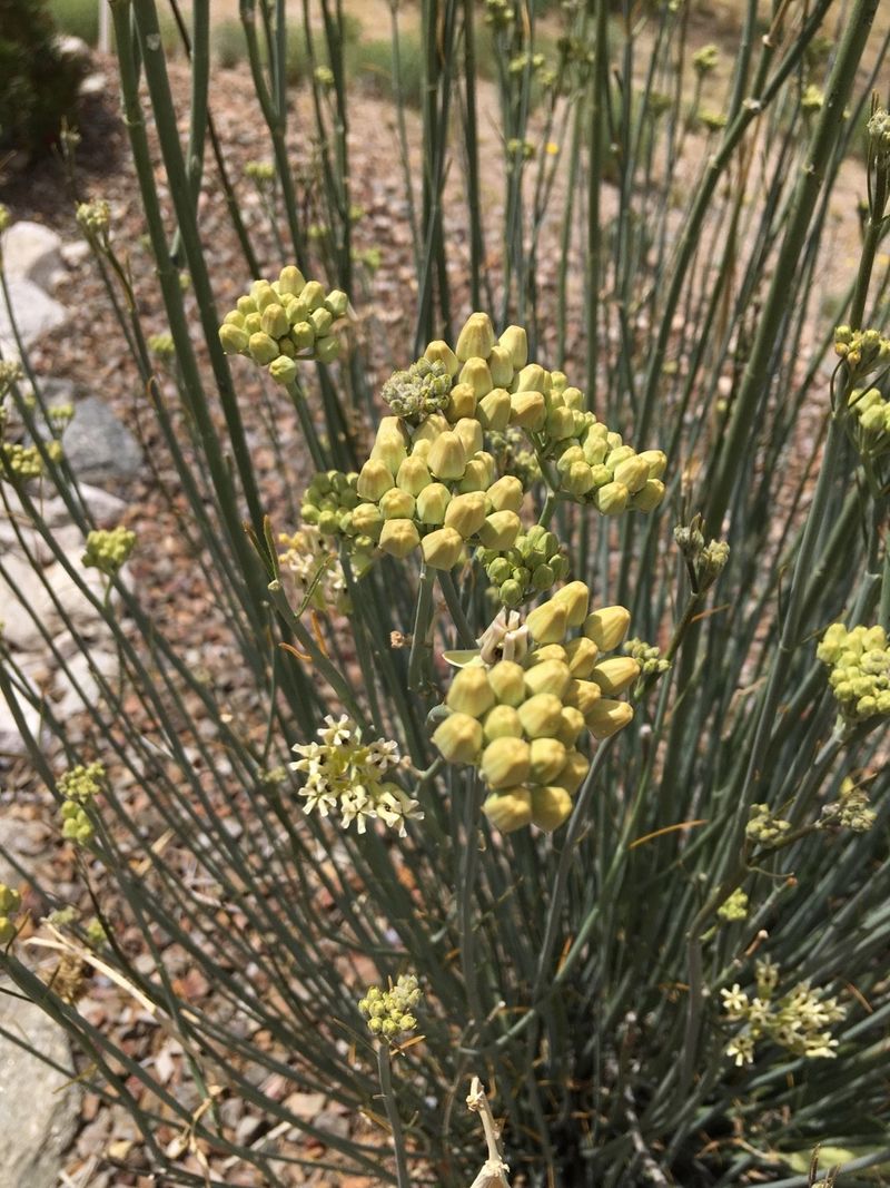 Desert Milkweed Supports Pollinators Without Frequent Watering