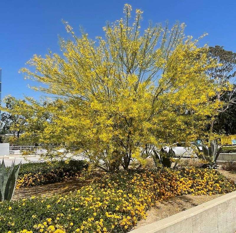 Desert Museum Palo Verde Thrives With Less Water