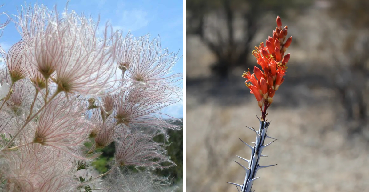 apache plume and ocotillo