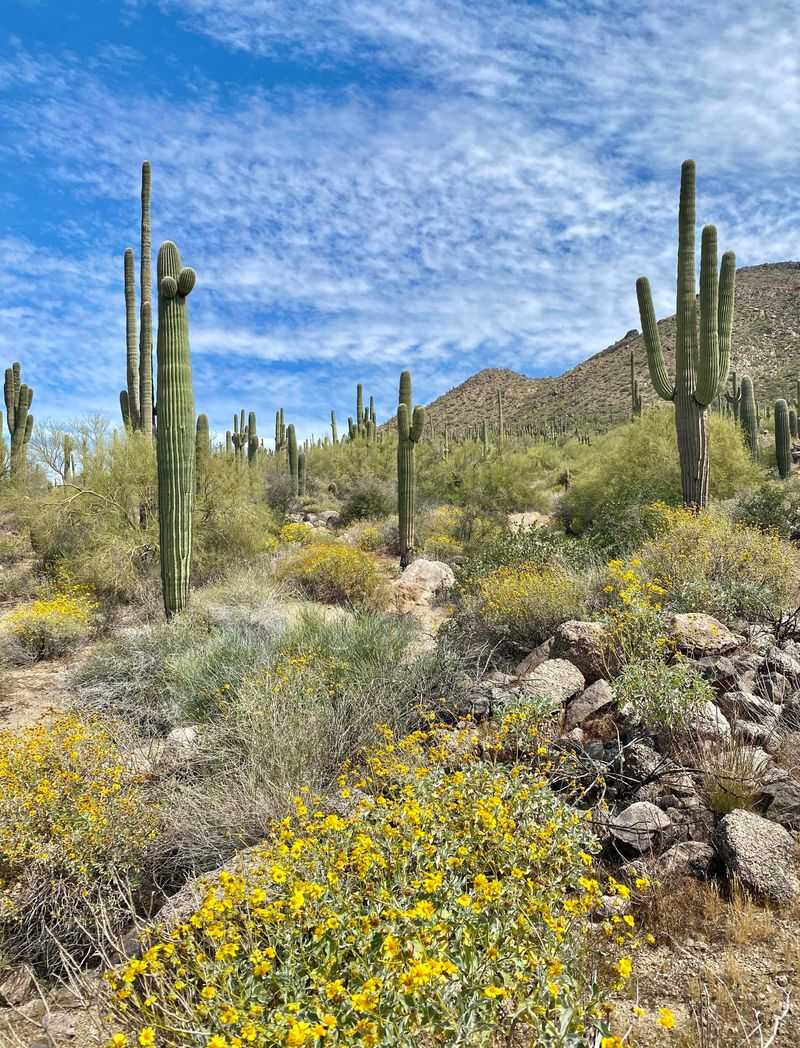 Desert Plants Perform Best In Soil That Drains Naturally