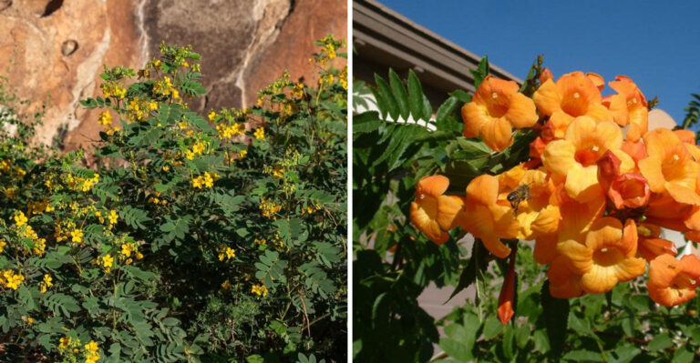 Desert Privacy Hedges Arizona Landscapers Recommend Over Leyland Cypress