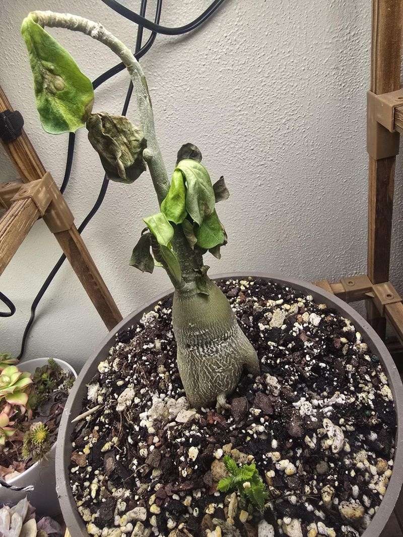 Desert Rose Needs Drainage More Than Rescue