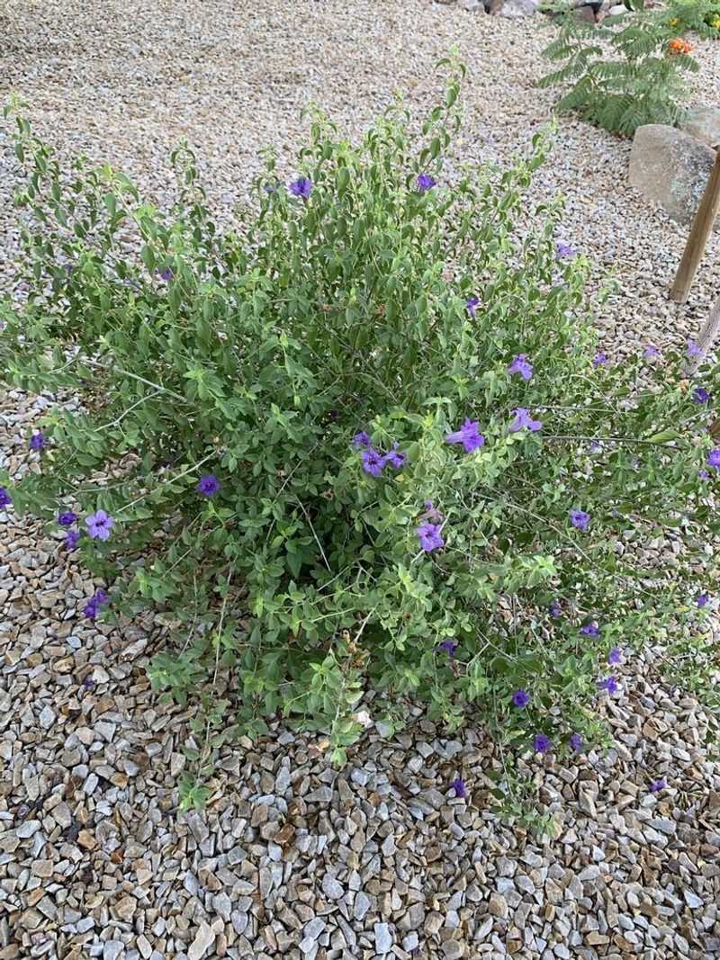 Desert Ruellia Benefits From Light Seasonal Cleanup