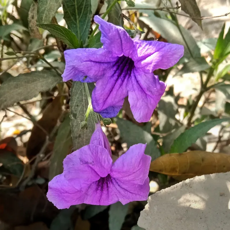 Desert Ruellia Continues Blooming Through Summer Heat