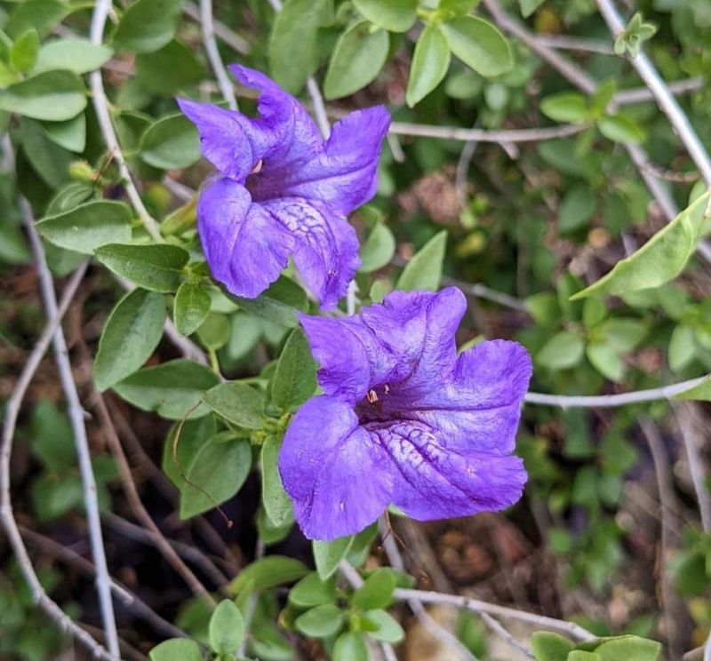 Desert Ruellia Holds A Soft Look Through Heat