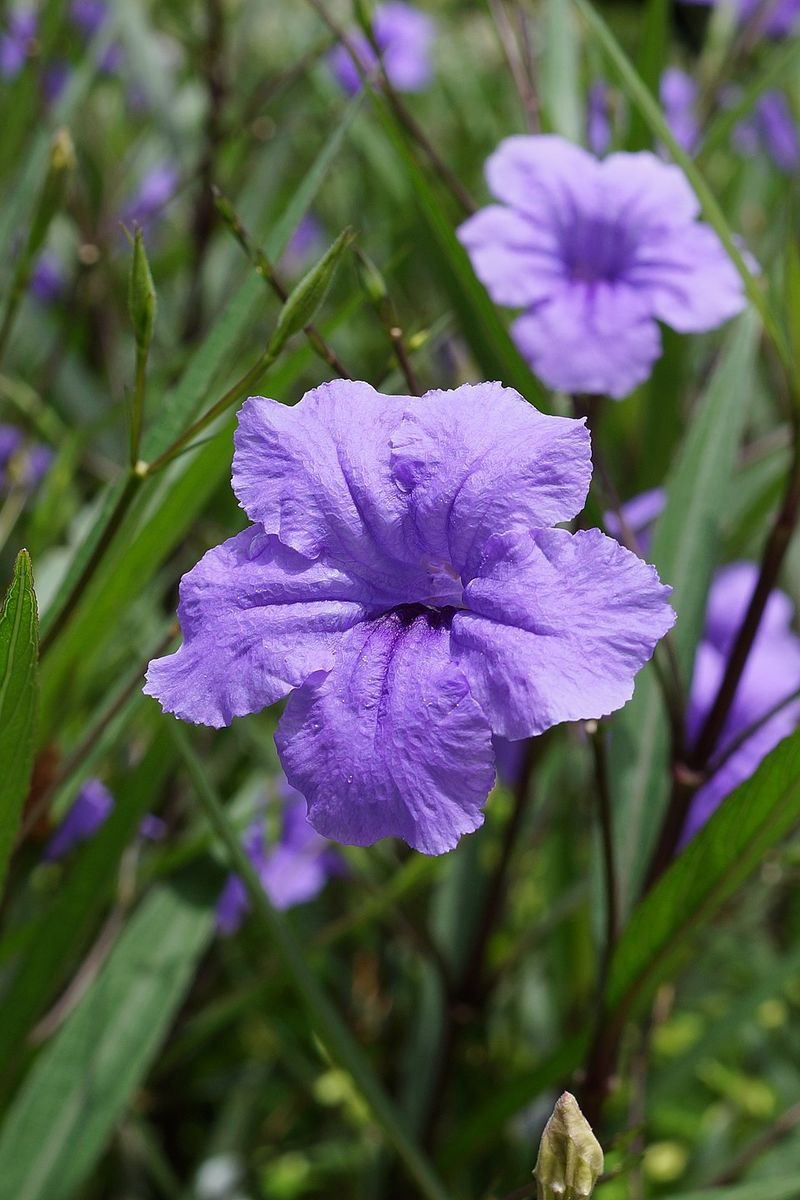 Desert Ruellia Lights Up Open Canopies With Seasonal Color