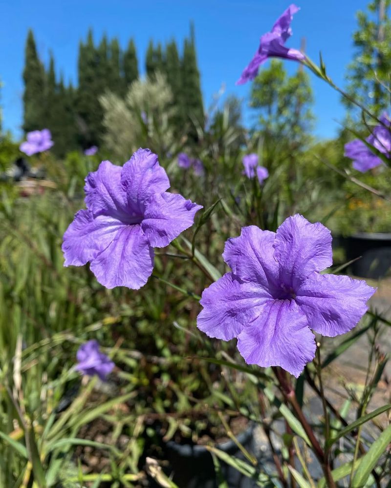 Desert Ruellia Produces Color Through The Heat