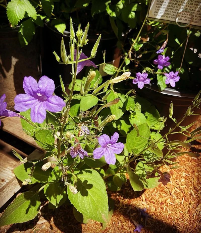 Desert Ruellia Thrives In Both Dry And Rainy Conditions Desert Ruellia Thrives In Both Dry And Rainy Conditions