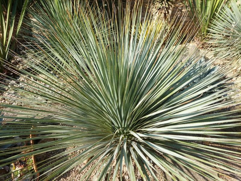 Desert Spoon Brings Structure Year Round
