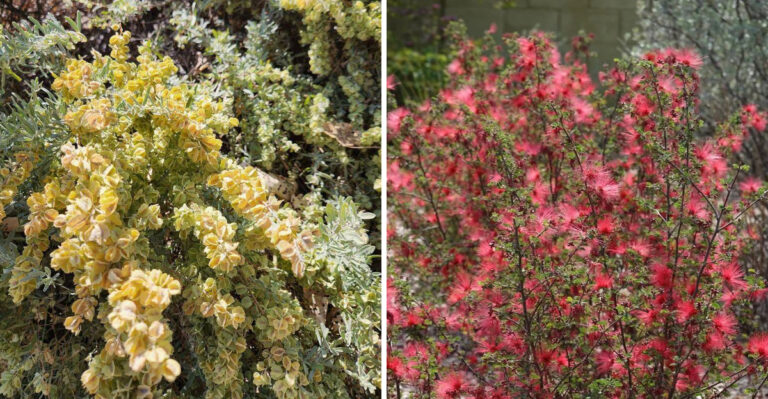 Desert-Tough Shrubs Arizona Residents Are Planting Instead Of Rosemary Hedges